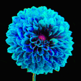 dahlia blooming opt