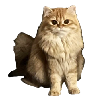 image removebg preview (33).png
