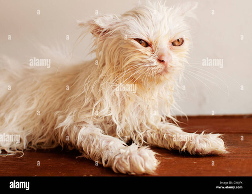 wet cat DX6JFX.jpg