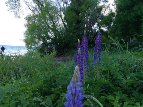 Landscaping Design in Marin County - Marion Landscape Construction.jpg