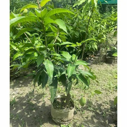 cloud farm thai all time mango h.jpg