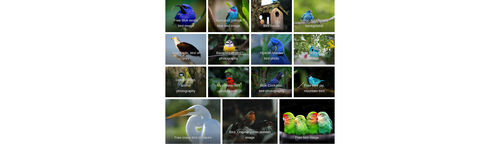 collective images.png