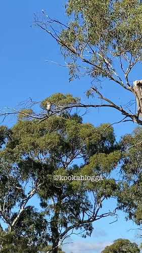 XvzWccj dfzBRasP.jpg