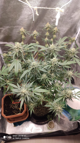 IMG 20250731 173206.jpg