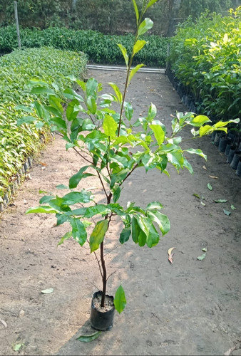 green bakul plant.jpg
