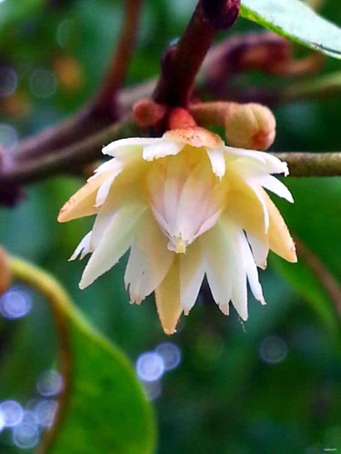 online plant bazar white spanish.jpg
