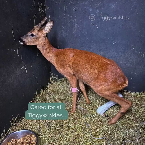 baFIhTICqyfaySbZ.jpg