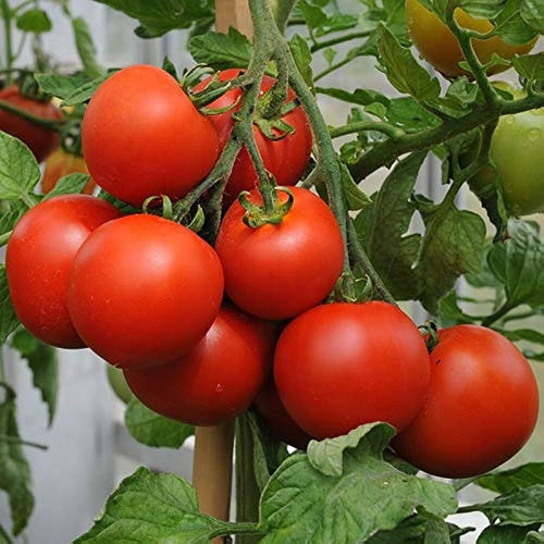 90 1cherry tomato seeds for plan.jpg