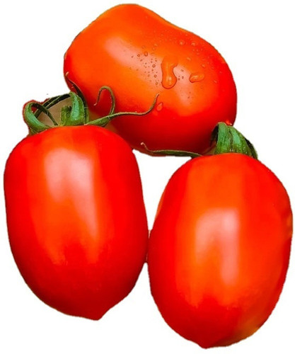 200 red tomatoes stoy original i.jpg