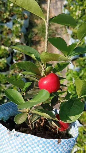 product jpeg 500x500 (1).jpg