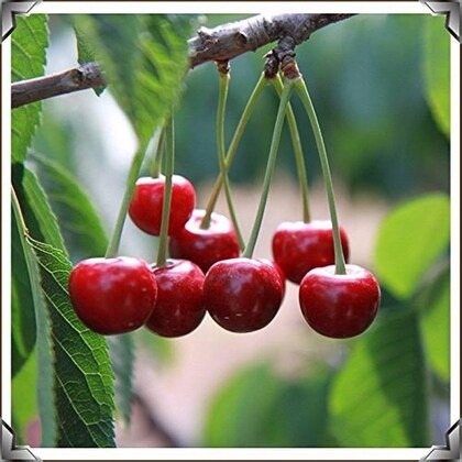 dishita go green live plant dwar.jpg