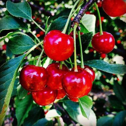 cloud farm cherry fruit live pla.jpg