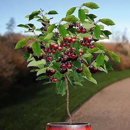 cloud farm hybrid attka cherry f.jpg