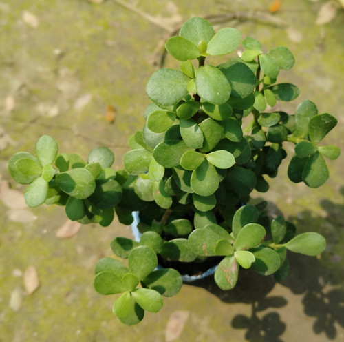 IMG 20250303 105733.jpg