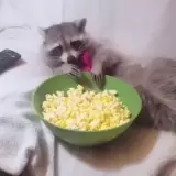 racoon 498 x 498 gif 3fctc4694me8b8iy.webp