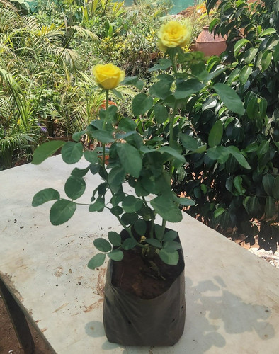 yellow rose flower plant.jpg
