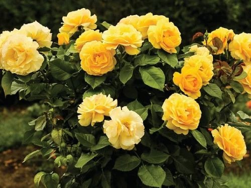 yellow rose plant 500x500.jpg
