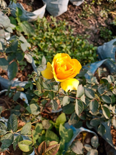 yellow rose plant.jpg