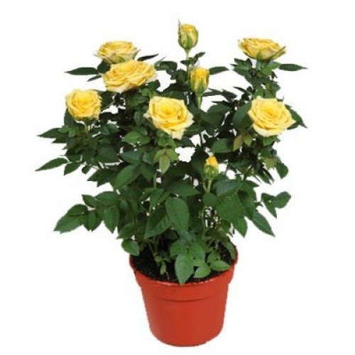 yellow rose plant (1).jpg