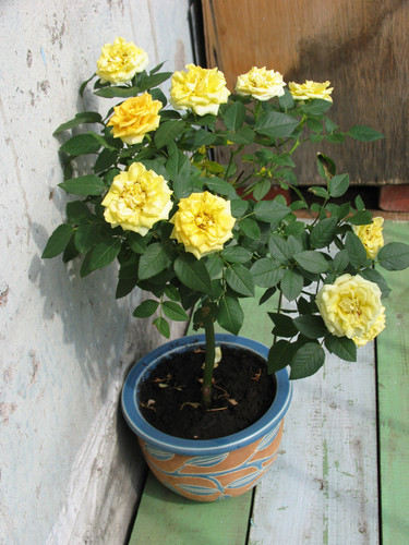 yellow rose plants.jpg