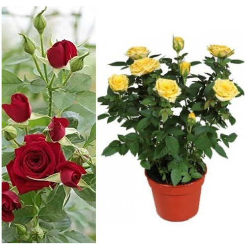 MixCollage 01 Aug 2025 08 44 PM 4457.jpg