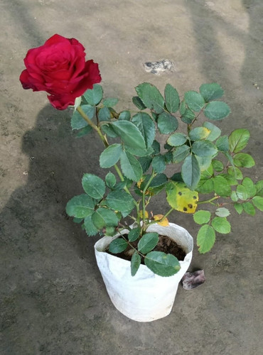 red rose flower garden plant.jpg