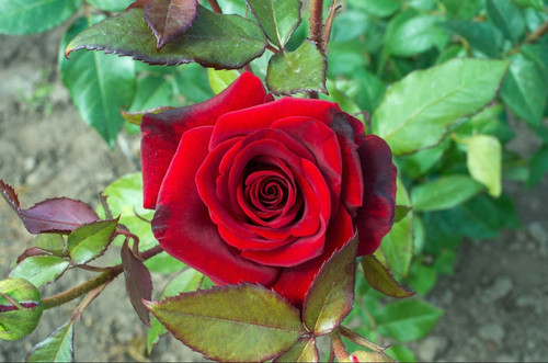 red rose flower plant.jpg