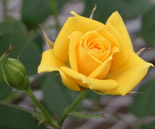 yellowroseplantwithpot2.jpg