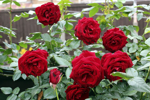 red rose plant.jpg