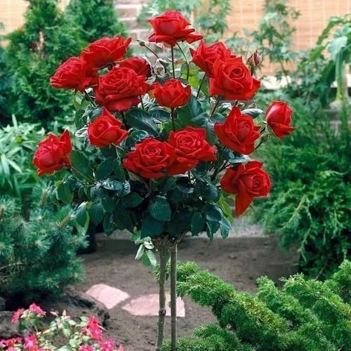 rose plant 500x500.jpg