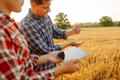 two farmers check quality wheat using tablet smart farm agriculture business concept 217236 30716.jpg