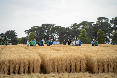 farmer cropping field farming cropping field growing grain cereals 866797 10522.jpg