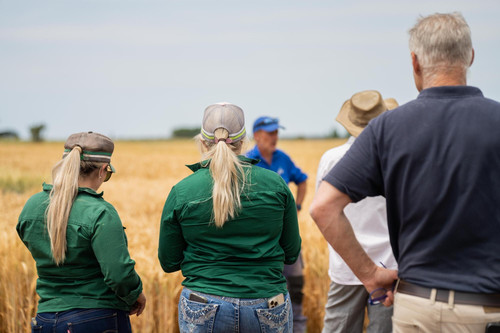regenerative organic farmer learning about cereal crops looking plant growth farm practicing sustain.jpg
