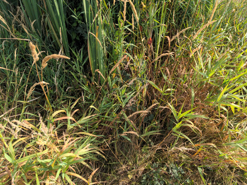 OMC5 2025 07 31 09 08 24 Driveway culvert not visible.jpg