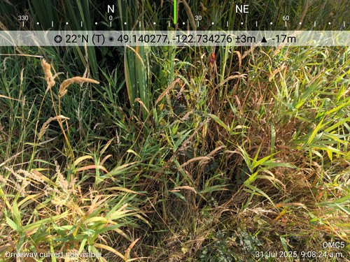 OMC5 2025 07 31 09 08 24 Driveway culvert not visible (1).jpg