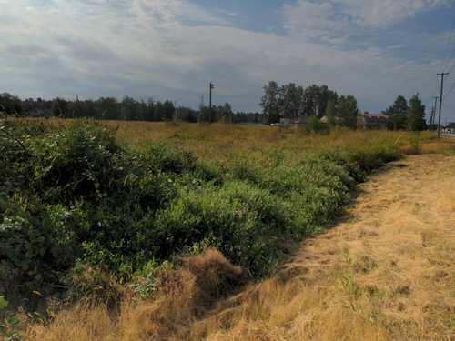 OMC5 2025 07 31 09 10 03 Honeybee ditch overgrown.jpg