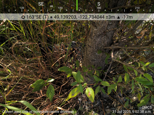OMC5 2025 07 31 09 02 38 Culvert east side of honeybee centre driveway (1).jpg