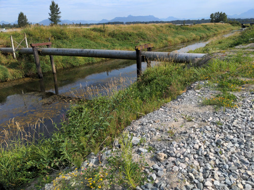 OMC5 2025 07 31 09 28 33 Serpentine river water level lower than ditch water level.jpg