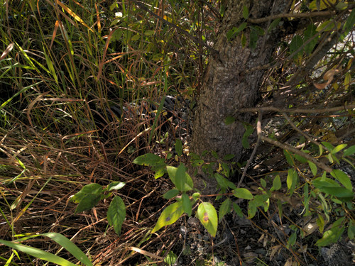 OMC5 2025 07 31 09 02 38 Culvert east side of honeybee centre driveway.jpg