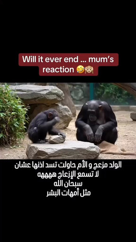 iAL6ILrVAnV6NfBX.jpg