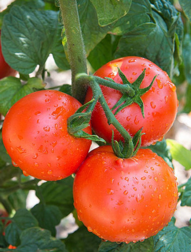 100 tomatos5 agrawbic original i.jpg