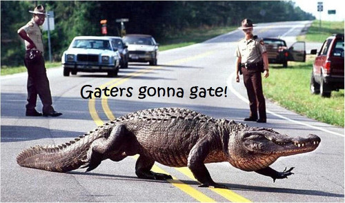 gators gonna gate by beardykomodo d8gh64d fullview.jpg?token=eyJ0eXAiOiJKV1QiLCJhbGciOiJIUzI1NiJ9.ey.jpg