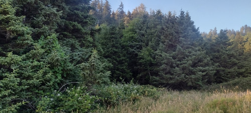 IMG 20250717 201744027 HDR.jpg