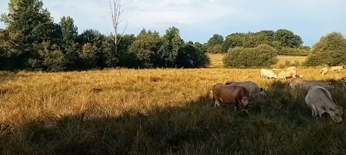 Zj1s ZaNFw6WF2Rk.jpg