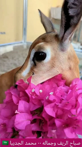 3jo0YXZHIRAz9DvZ.jpg