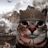 11012249 war cat.png