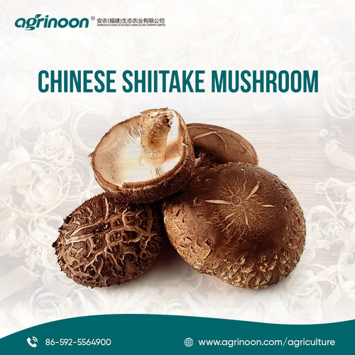 483099670 1168017252006129 4658866439866180154 n.jpg