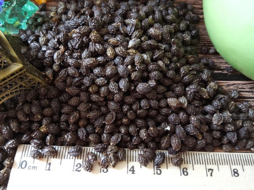 50 india papaya red lady hybrid.jpg