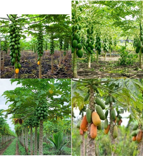 210 taiwan red lady 786 papaya s.jpg