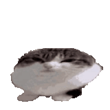 35724540.5 powaz Wawa ezgif.com resize.gif